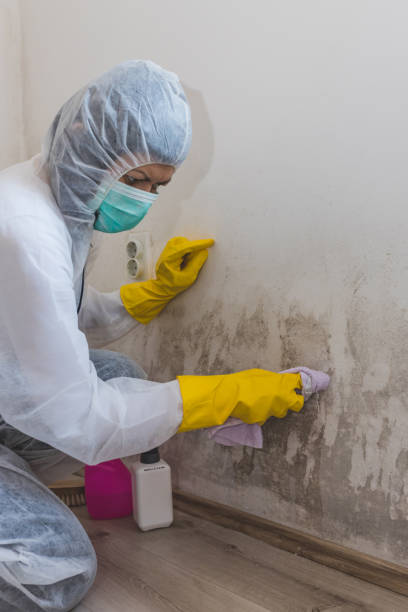 Best Comprehensive Air Testing for Mold Contaminants  in Twisp, WA